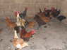 Zambian Food: Chicken