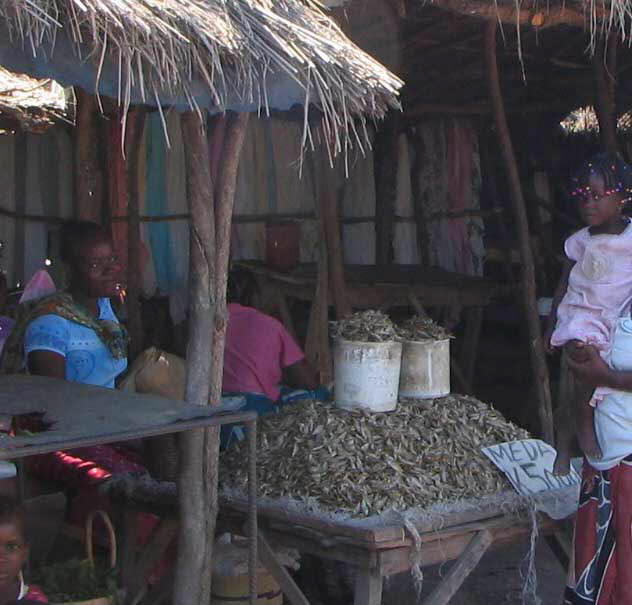 Zambian Food: Kapenta Fish